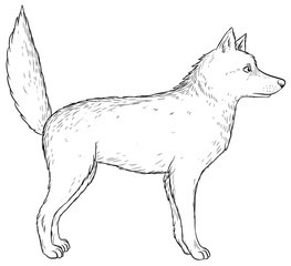 Wolf - Vektor-Illustration