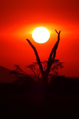 Fototapeta premium wunderschöner Sonnenuntergan im Serengeti Nationalpark in Tanzania