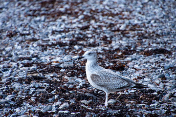 Black-headed gull in winter plumage on the baltic sea.