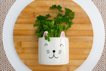 perejil plantado en maceta con un dibujo de la cara de un gato encima de una tabla de madera