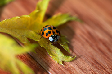 ladybird on a leaf