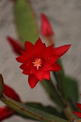 flor de cactus de navidad