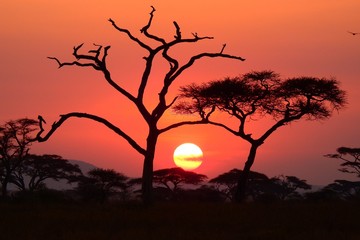 Fototapeta premium wunderschöner Sonnenuntergan im Serengeti Nationalpark in Tanzania