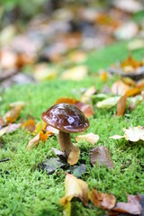 mushroom in the moss