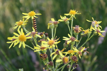 Fototapeta premium caterpillar in yellow flower