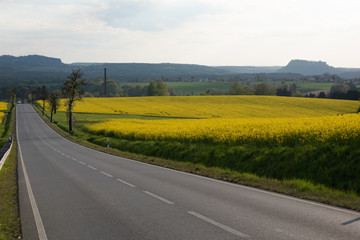 Raps, Sonnenuntergang, Sächsische Schweiz.