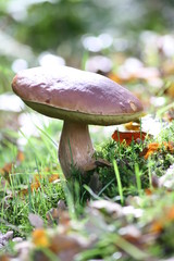 mushroom in the forest