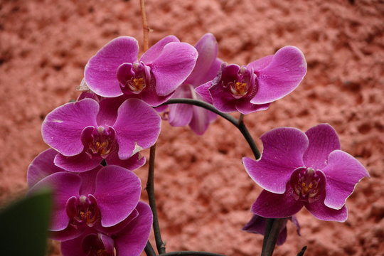 flores de orquidea mariposa rosa