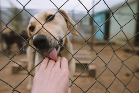 Dog licking human hand through fence in animal shelter