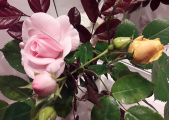 rosa