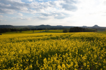 Obraz premium Raps, Sonnenuntergang, Sächsische Schweiz.