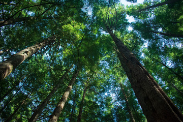 Fototapeta premium Tree Top Canopy