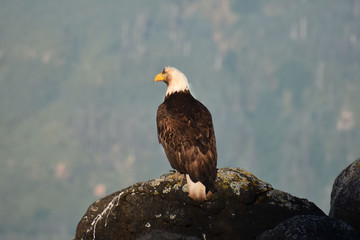 Bald Eagle In Alaska