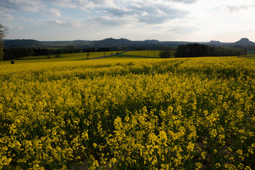 Raps, Sonnenuntergang, Sächsische Schweiz.