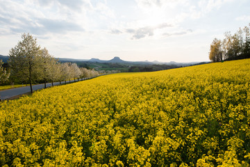Raps, Sonnenuntergang, Sächsische Schweiz.