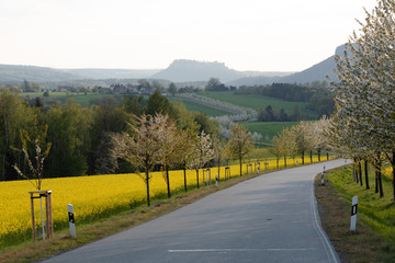 Raps, Sonnenuntergang, Sächsische Schweiz.