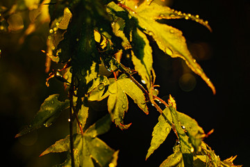 gros plan de jeunes feuilles d'acer japonica avec des gouttes de pluie en contre jour du soleil...