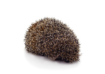 One brown hedgehog.