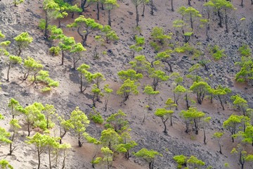 Pines in a volcano