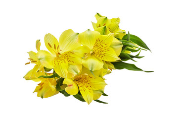 Alstroemeria yellow flowers isolated on white background. Floral background