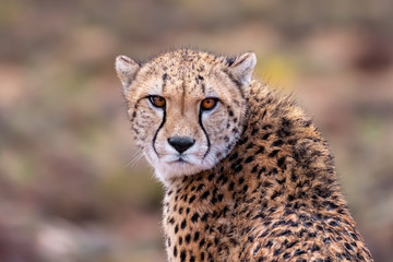 Cheetah Eyes looking at you