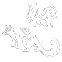 numbat , vector illustration,lining draw, profile