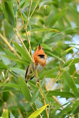 Rouge-gorge heureux et chantant dans un jardin de bambous zen. 