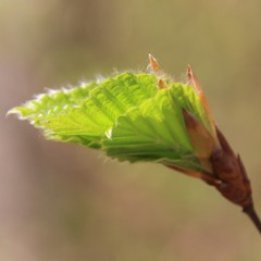 Buchenblattentfaltung
