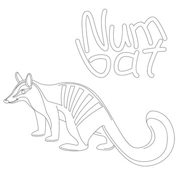numbat , vector illustration,lining draw, profile