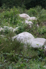 white stepping stones in green grass