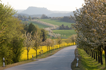 Raps, Sonnenuntergang, Sächsische Schweiz.