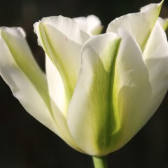 Tulpenbl&uuml;te wei&szlig;