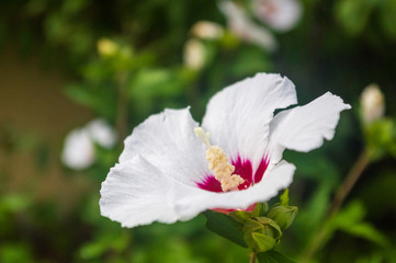 Bright Hibiscus flower blooming in the tropical garden, in soft focus on natural green bokeh background