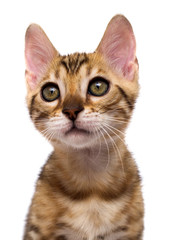 striped kitten sits on a white background