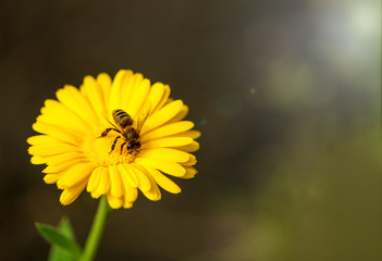 Bee and flower. Close up of a large striped bee sits and collects  pollen , nectar on a yellow flower on dark background. Macro horizontal photography. Summer and spring backgrounds