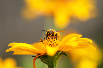 Biene und Blume. Nahaufnahme einer großen gestreiften Biene, die Pollen auf einer gelben Blume an einem sonnigen hellen Tag sammelt. Horizontale Makrofotografie. Sommer- und Frühlingshintergründe