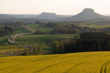 Raps, Sonnenuntergang, Sächsische Schweiz.