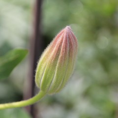 Geschlossene Clematisknospe