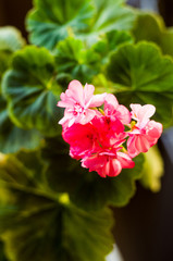 Lovely pink Pelargonium Geranium flowers, close up