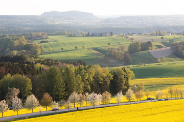 Raps, Sonnenuntergang, Sächsische Schweiz.