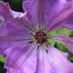 Clematisbl&uuml;te violett 