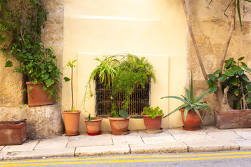 pot plants lined up in the street as decoration