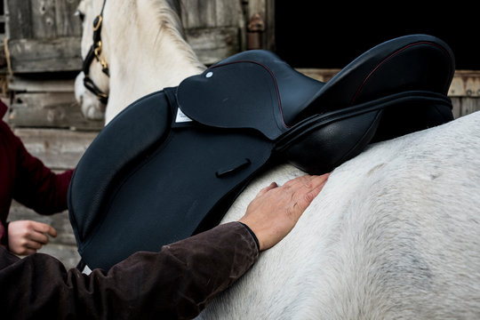 Close up of person putting black saddle on white horse.