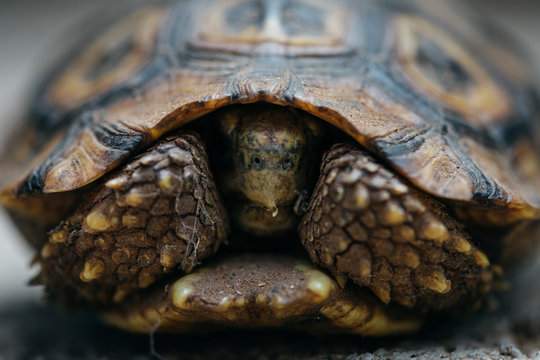 A tortoise, Stigmochelys pardalis, retracts its head back into its shell