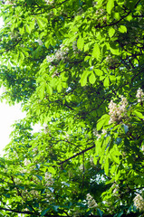 Flowering branches of chestnut Castanea sativa tree, and bright blue sky