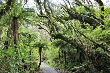 Obraz premium Beautiful Rainforest near Franz Josef Glacier