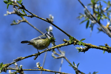 Mésange bleu au printemps, récoltant de la mousse et des lichens pour la confection d'un nid douillet