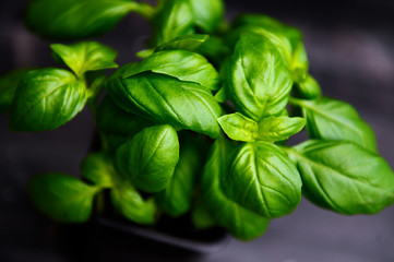 Fresh basil on a dark background. Green basil on a dark background. Food background. A lot of basil.