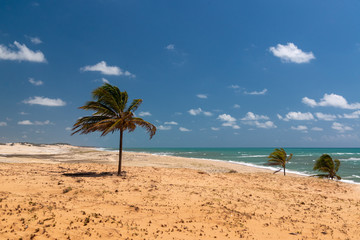 Coconut tree in the Malemba Dunes, Pipa beach, Tibau do sul, near Natal, Rio Grande do Norte, Brazil on September 25, 2016