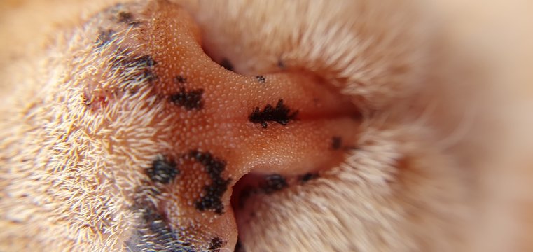 cat close up